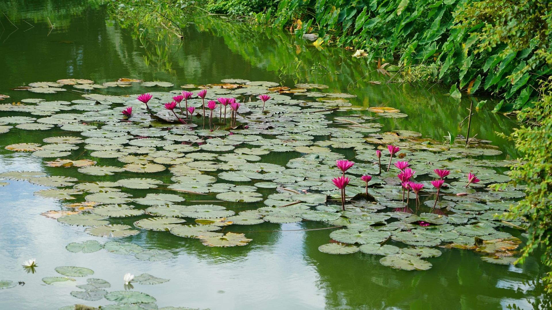 Biyolojik Gölet Yapımı